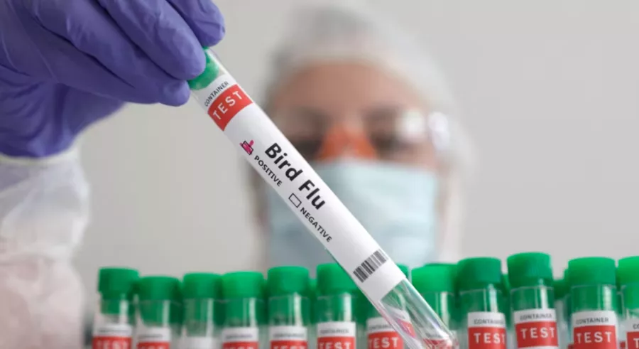 ДЭМБ: H5N2 вирусний халдвараар хүн нас барсан анхны тохиолдол бүртгэгдлээ