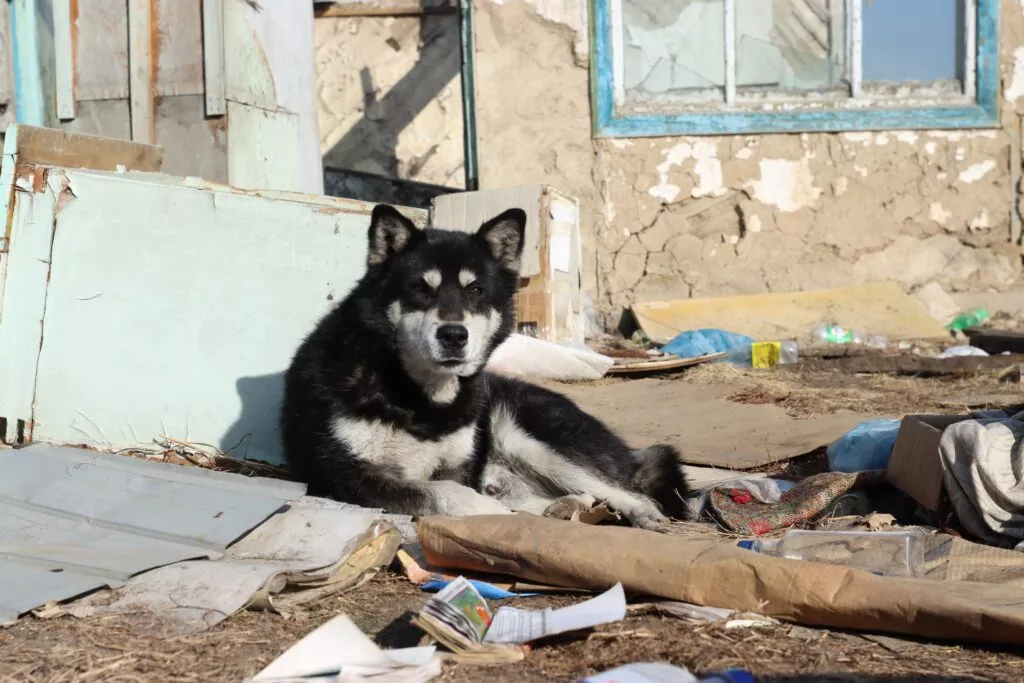 Орон сууцанд нохой тэжээхийн тулд төлбөр төлдөг болгоё