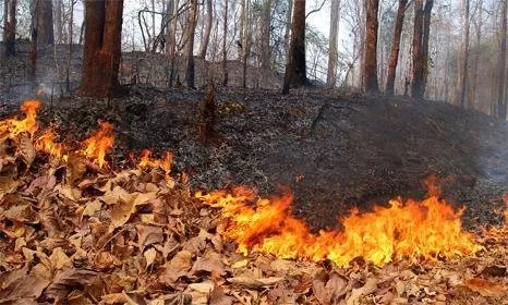 Хуурайшилт өндөр байгаа тул ой, хээрийн түймрээс урьдчилан сэргийлэх ажлыг эрчимжүүлнэ
