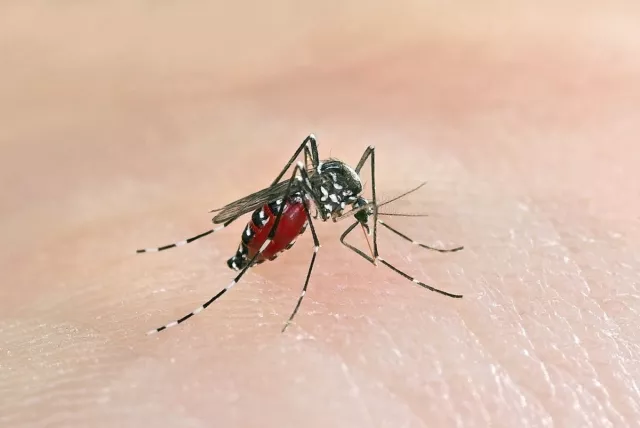 Эрдэмтэд Хятадын хоёр арлын шумуулыг бүрэн устгаж чаджээ