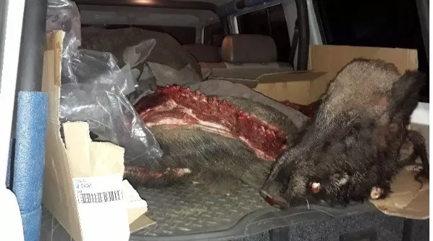 Гарал үүслийн бичиггүй зэрлэг гахайн түүхий махыг тээвэрлэж явсан зөрчлийг шалгаж байна