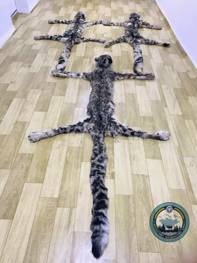 Цоохор ирвэсийн арьс өндөр үнээр худалдаалахыг завджээ